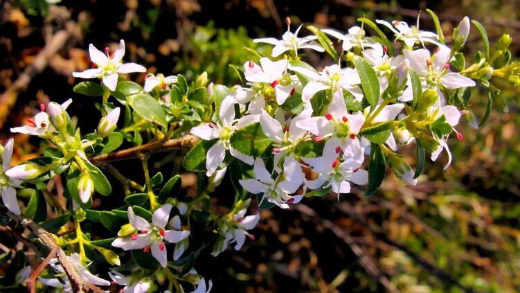 Buch leaves Cystolax